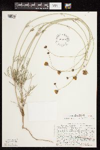 Thelesperma megapotamicum image