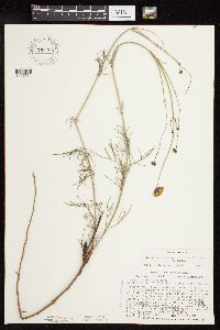 Thelesperma megapotamicum image