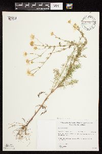 Tripleurospermum inodorum image