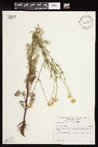 Tripleurospermum inodorum image