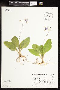 Media resource of Dodecatheon amethystinum