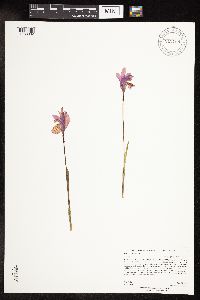 Media resource of Arethusa bulbosa