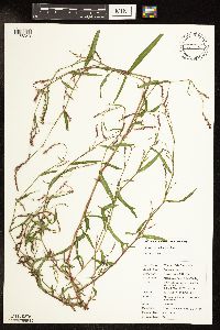 Media resource of Persicaria minor