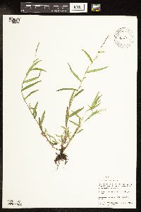 Persicaria minor image