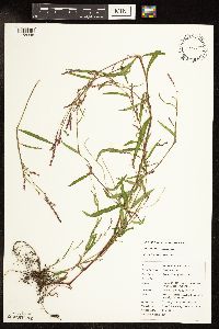 Persicaria minor image