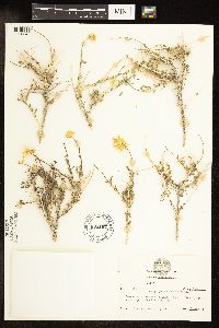 Media resource of Acamptopappus schockleyi