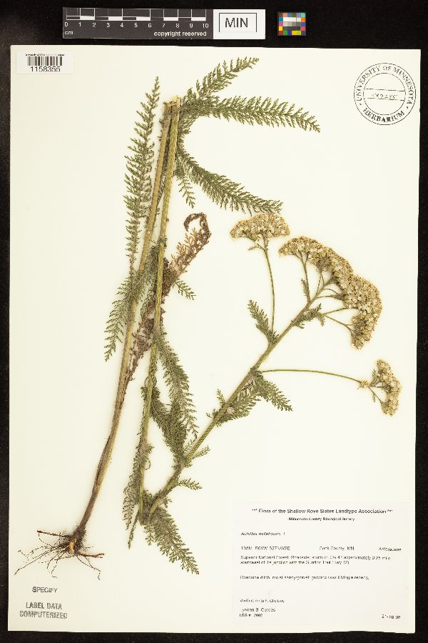 Achillea image