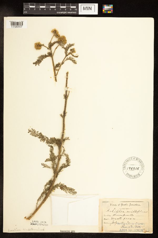 Achillea millefolium image