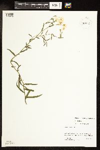 Achillea ptarmica image