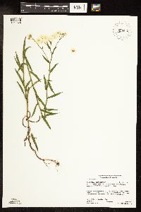 Achillea ptarmica image