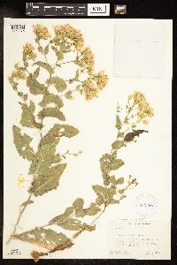 Media resource of Acourtia wrightii