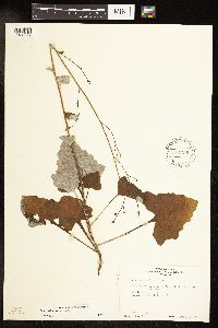 Adenocaulon bicolor image