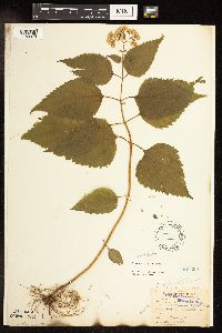 Media resource of Ageratina altissima