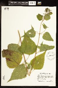 Ageratina altissima var. altissima image