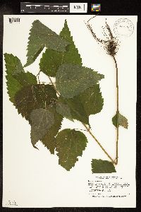 Ageratina altissima var. altissima image