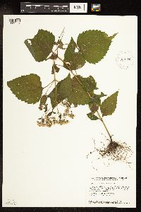 Ageratina altissima var. altissima image