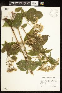 Ageratina altissima var. altissima image