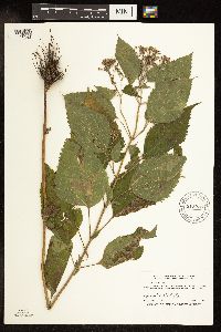 Ageratina altissima var. altissima image