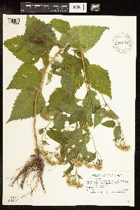 Ageratina altissima var. altissima image