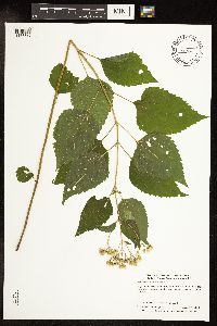 Ageratina altissima var. altissima image