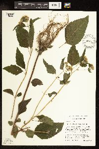 Ageratina altissima var. altissima image