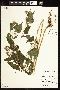 Ageratina altissima var. altissima image