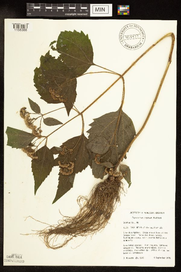 Ageratina altissima var. altissima image