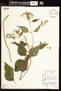 Ageratina altissima var. altissima image