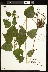 Ageratina altissima var. altissima image