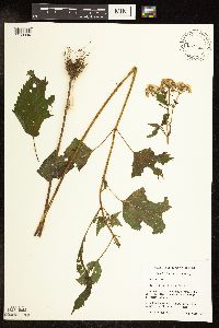 Ageratina altissima var. altissima image