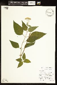 Ageratina altissima var. altissima image