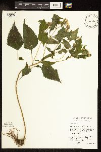 Ageratina altissima var. altissima image