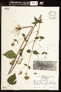 Ageratina altissima var. altissima image