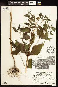 Ageratina altissima var. altissima image