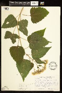 Ageratina altissima var. altissima image