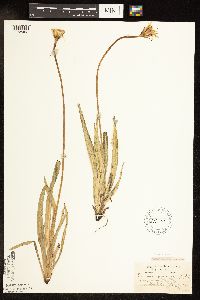 Agoseris glauca var. glauca image