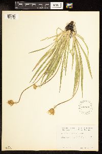 Agoseris glauca var. glauca image