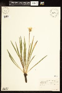 Agoseris glauca var. glauca image