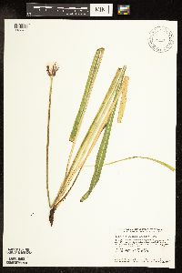 Agoseris glauca var. glauca image