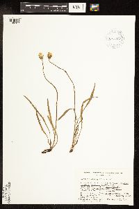 Agoseris glauca image