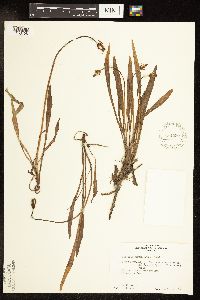 Agoseris glauca image