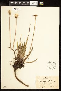 Agoseris glauca image