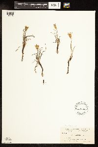 Agoseris glauca image