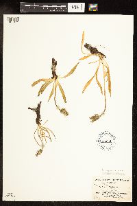 Agoseris glauca image