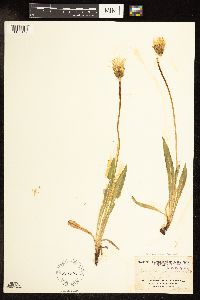 Agoseris glauca image
