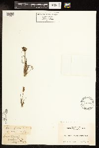 Agoseris glauca image