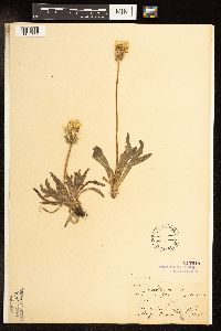 Agoseris glauca image