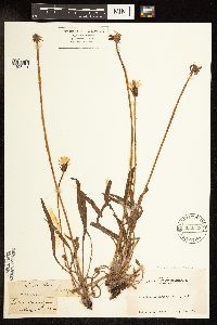 Agoseris x elata image