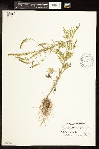 Ambrosia artemisiifolia image