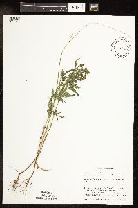 Ambrosia artemisiifolia image